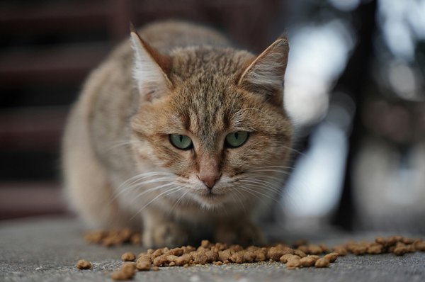 Bien choisir ses croquettes pour chats : garantir la santé et le bien-être de votre félin